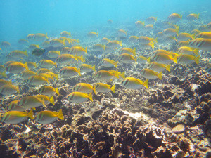 Ko Tao-016